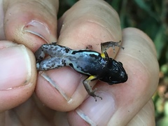 Dendrobatoidea