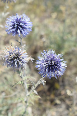 Echinops ritro ruthenicus