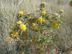 Carlina graeca