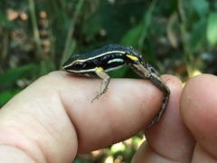 Dendrobatoidea