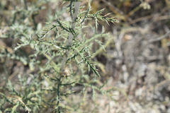 Echinops ritro ruthenicus