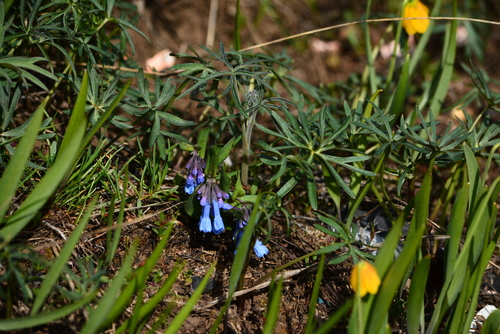 Image of Mertensia longiflora by no rights reserved