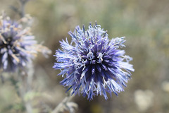 Echinops ritro ruthenicus