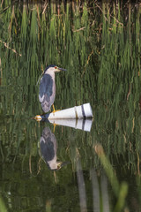 Nycticorax nycticorax