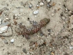 Hemidactylus turcicus