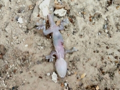 Hemidactylus turcicus