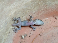 Hemidactylus turcicus