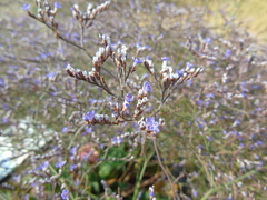 Limonium brevipetiolatum