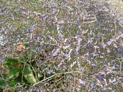 Limonium brevipetiolatum