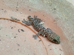 Hemidactylus turcicus