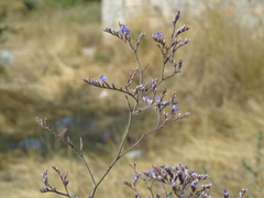 Limonium brevipetiolatum