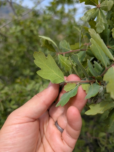 Hybrid oak (Quercus × eplingii)