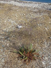 Limonium brevipetiolatum