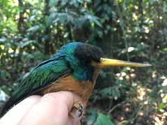 Galbula cyanicollis