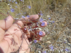 Limonium brevipetiolatum