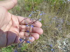 Limonium brevipetiolatum