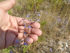 Limonium brevipetiolatum