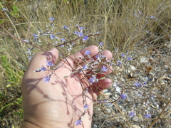 Limonium brevipetiolatum
