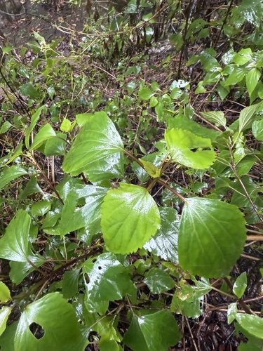 Ageratina adenophora observed 2025-04-30