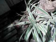 Sansevieria trifasciata