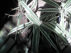 Sansevieria trifasciata