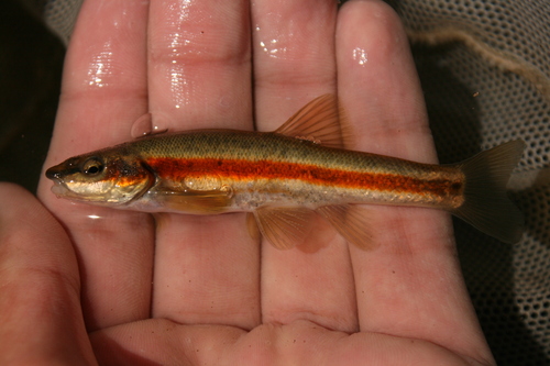 Western Blacknose Dace, photo 9 of 10