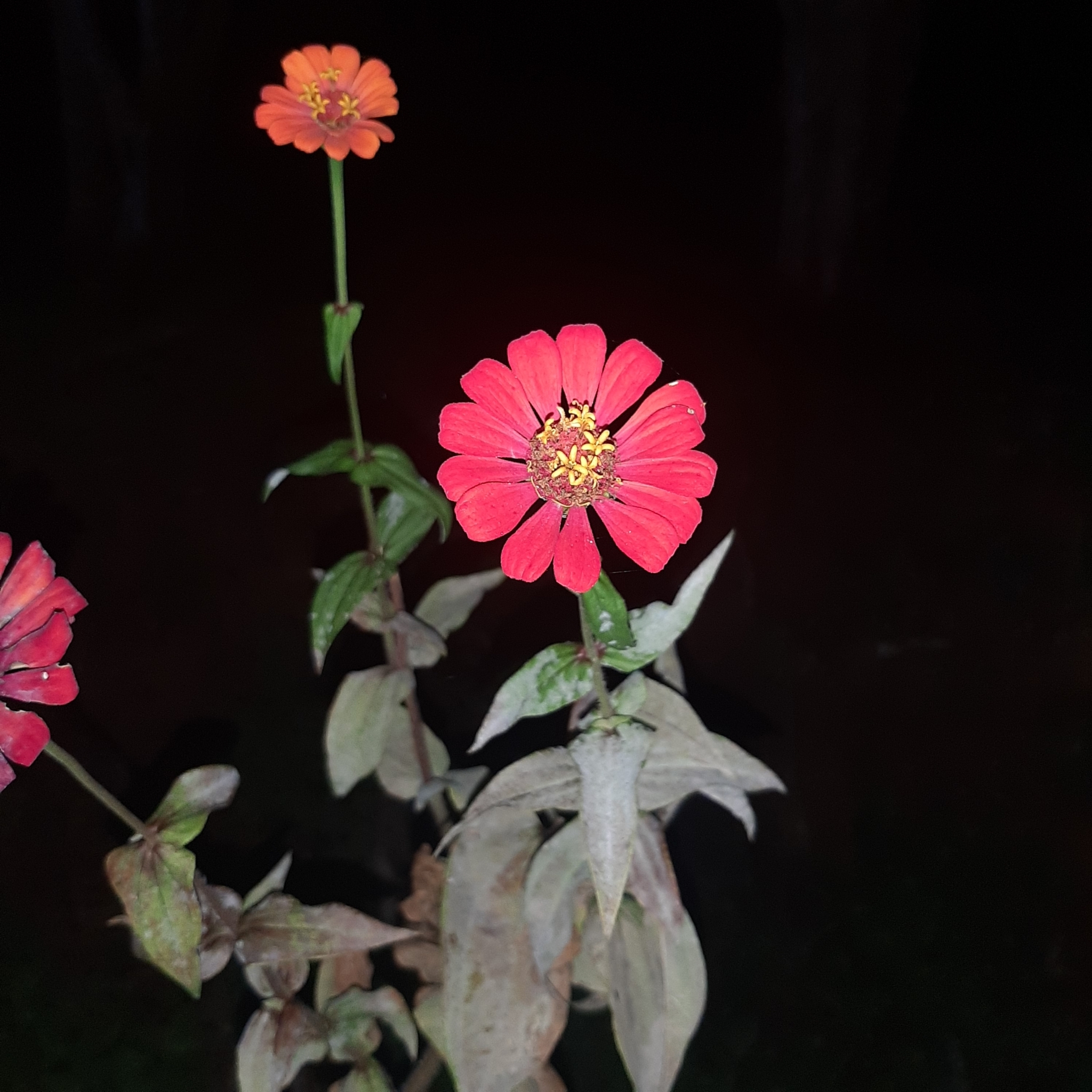 Zinnia elegans