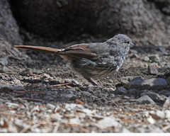 Passerella iliaca monoensis