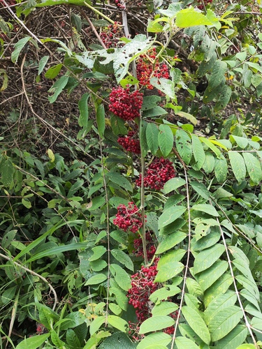 Adenaria floribunda