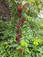Adenaria floribunda, photograph (c) Silvia Ten, some rights reserved (CC BY)