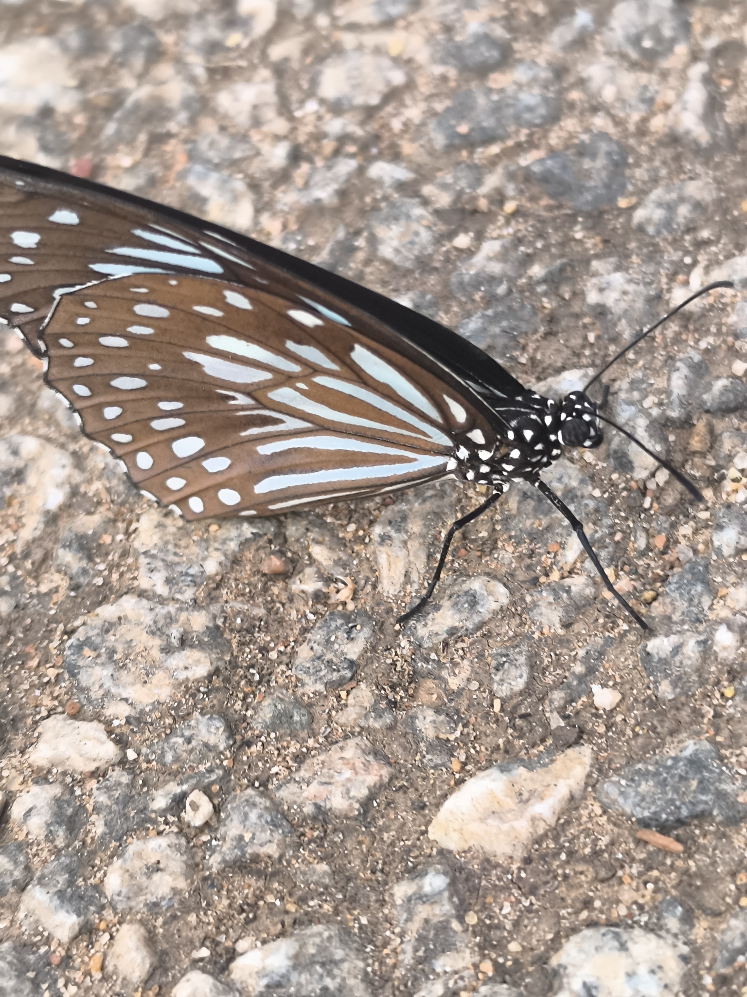 Dark Blue Tiger