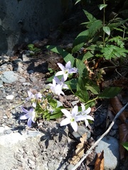Campanula lactiflora