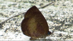 Arhopala perimuta