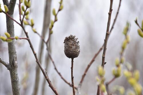 Unknown species found near Dayton, WY, USA