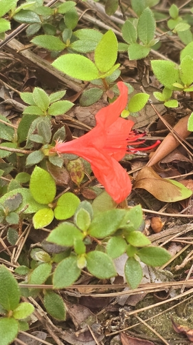Rhododendron nakaharae, photograph 2