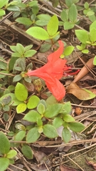 Rhododendron nakaharae, photograph 葉淑蓮, CC BY, iNaturalist via GBIF