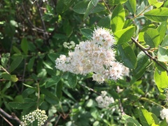Spiraea virginiana