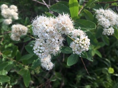 Spiraea virginiana