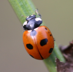 Coccinella magnifica