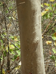 Homalium