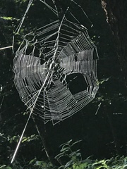 Araneus bicentenarius