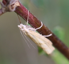 Agriphila tristella