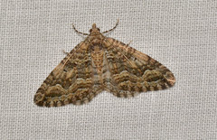 Epyaxa agelasta