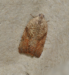 Meritastis laganodes