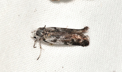 Lichenaula onychotypa