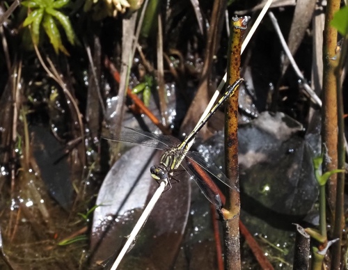 Diminutive Clubtail photo 5
