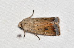 Proteuxoa cyanoloma