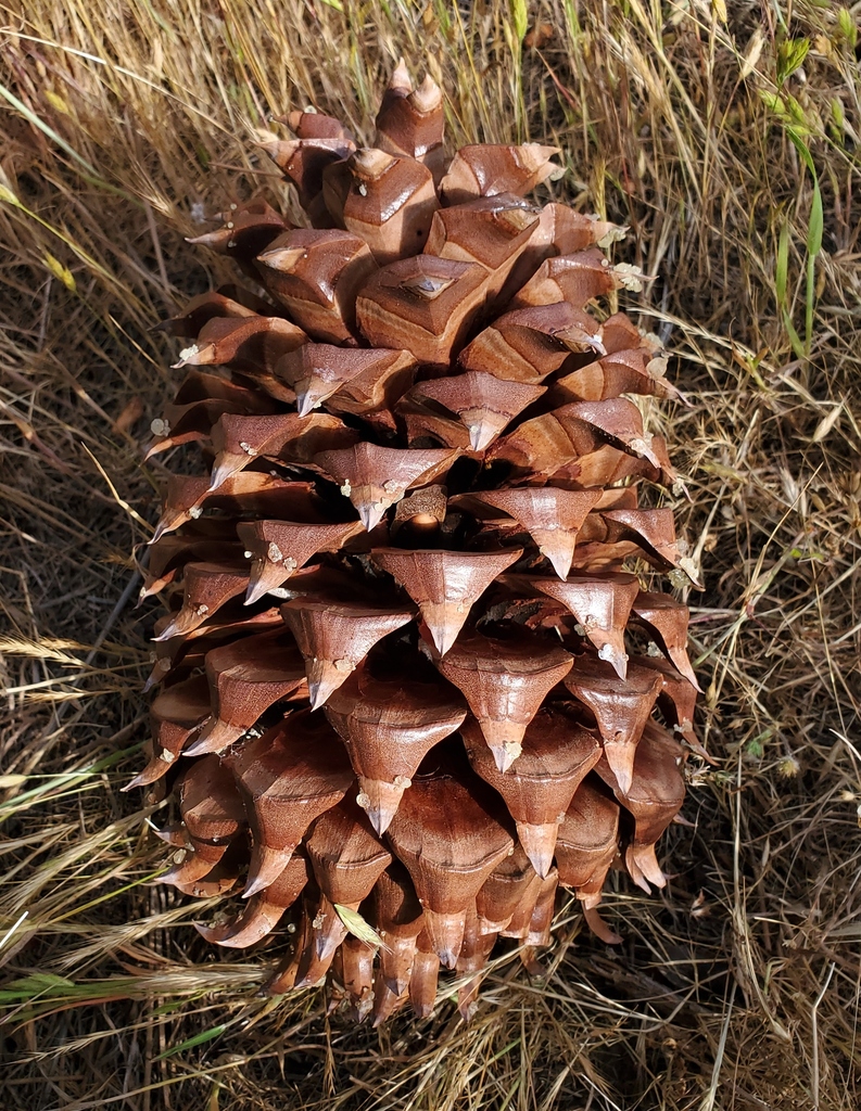 gray pine
