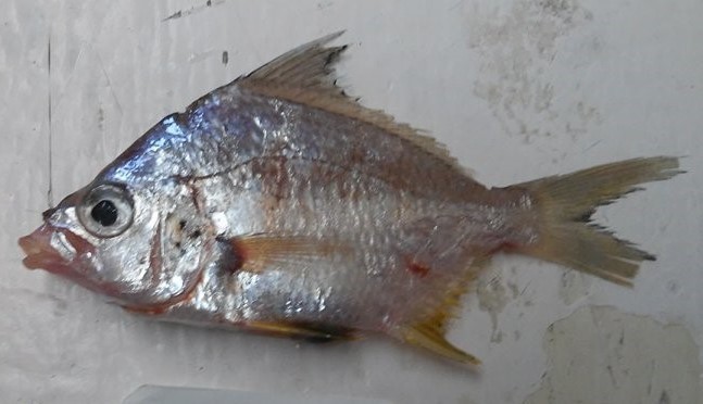 Diapterus