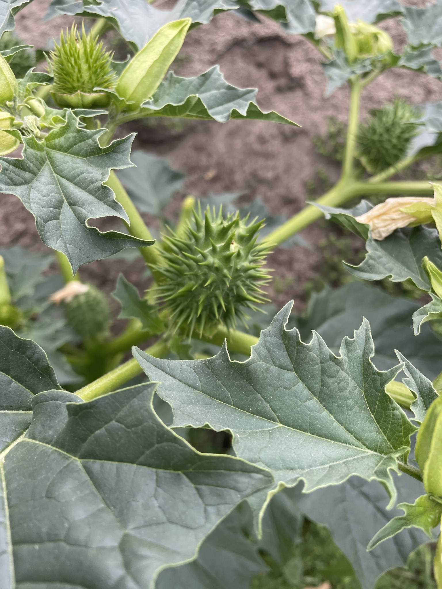 plant quinoa seeds Quinoa, Brightest Brilliant main image 1